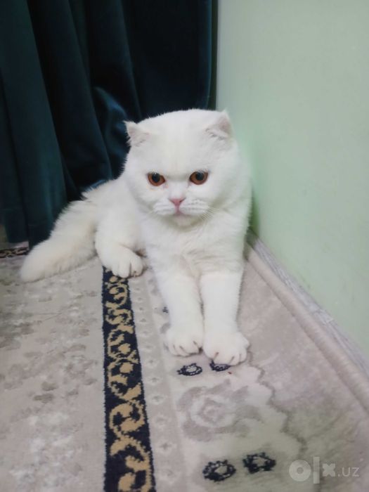 Mushuk sotiladi zoti erkak