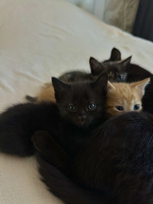 Дарю котят в добрые руки