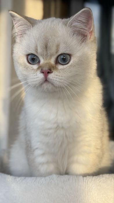 British shorthair - Mascul