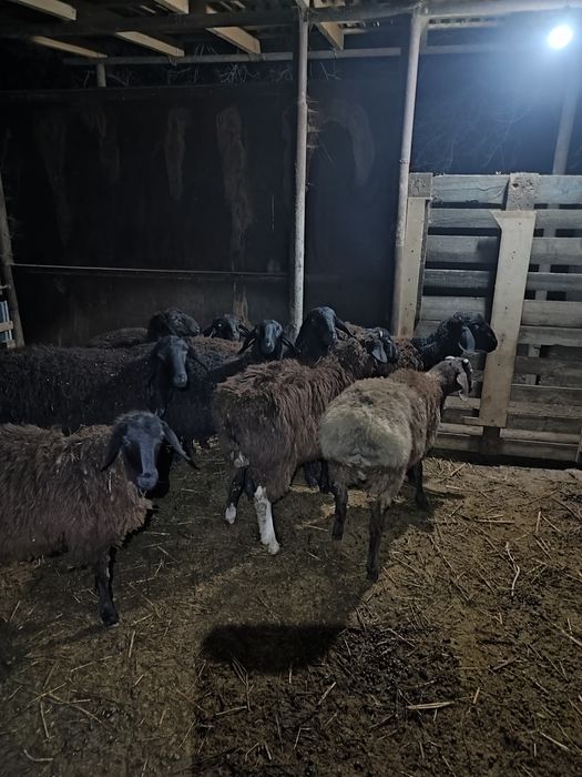 Бараны молодые домашние