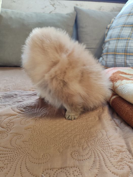 Померан мини мъжко и женско