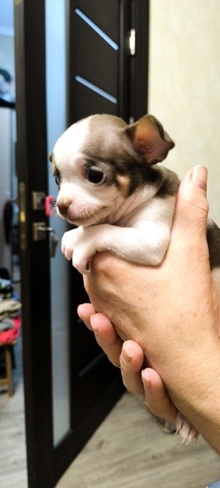 щенки чихуахуа три мальчика