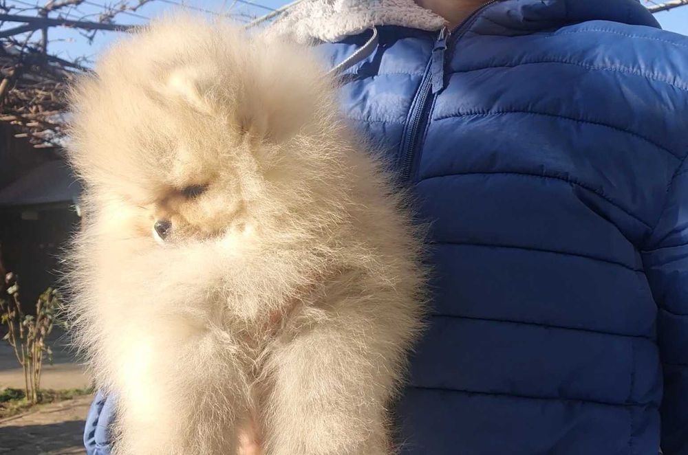 Страхотно момченце померан с родословие FCI