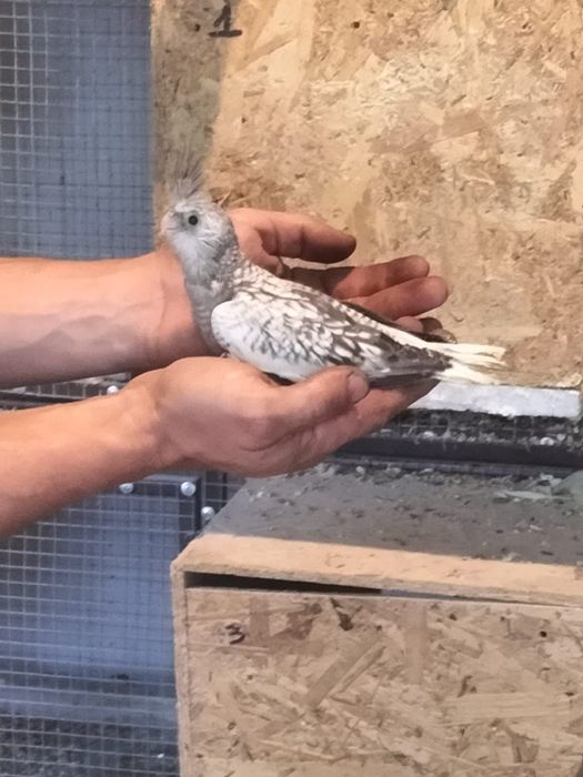 Peruși și Nimfe de vânzare