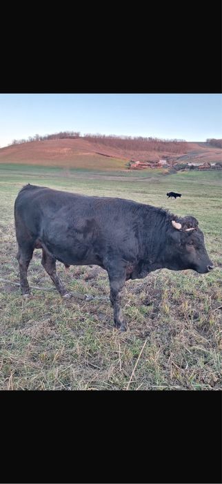 Vand taur  cuminte ..