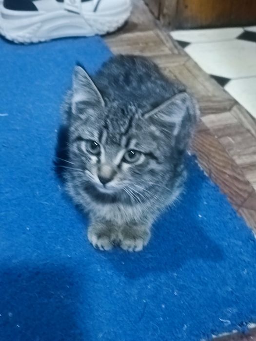 Котята 5 месяцев в хорошие руки