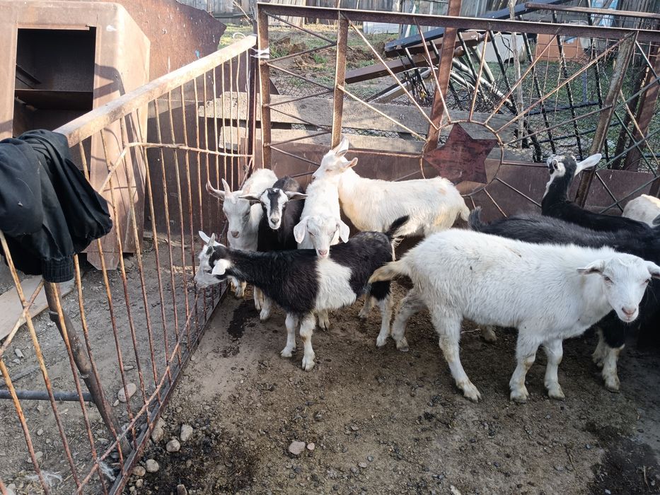 Продам коз, и козлят