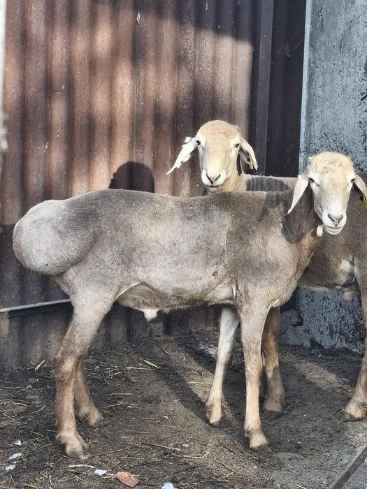 Продаютс Арашаны больше года