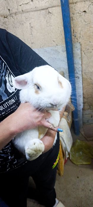 Кролики декоративные, вислоухие