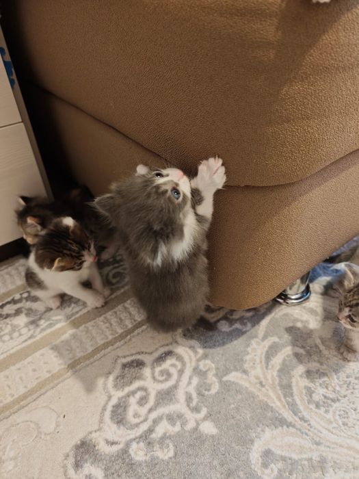 КОТЯТА 1 месяц беспплатно