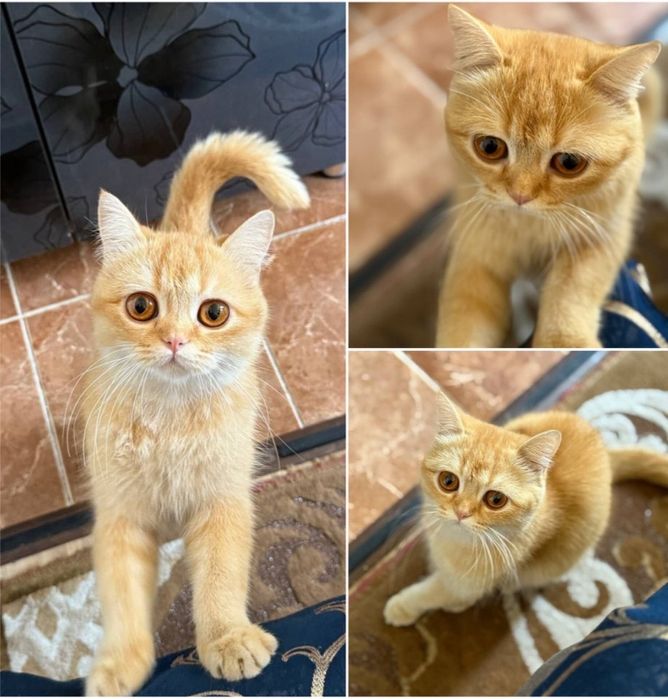 Mushuk sotiladi zoti : zolotaya shinshilla