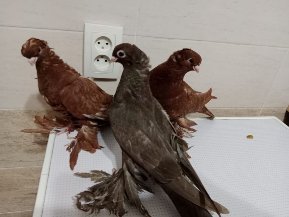 Продам   Голубей