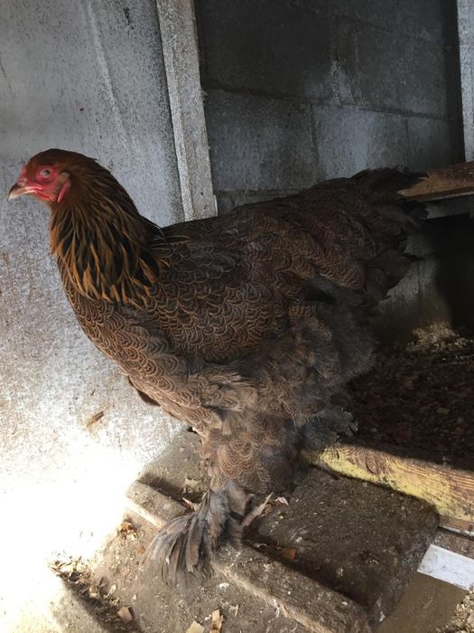 Брама жумырткасы