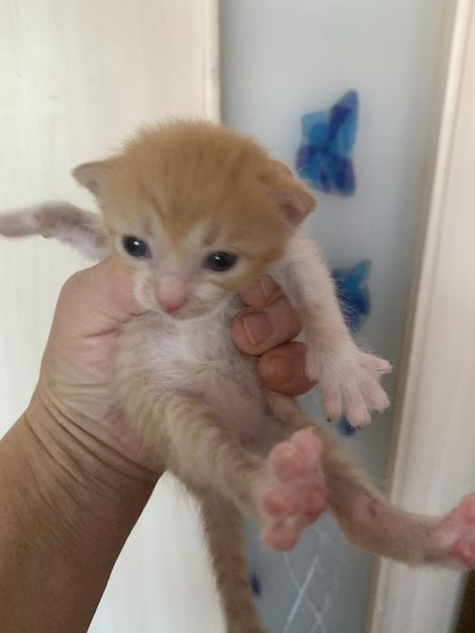 Котята 8 недель рыженькие.