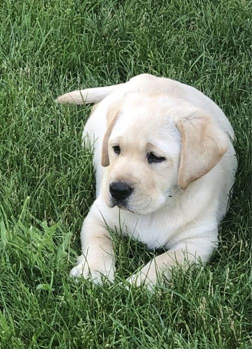 Лабрадор кученца