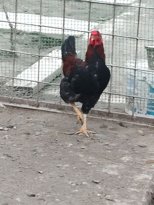 Петухи . 3 шт бар