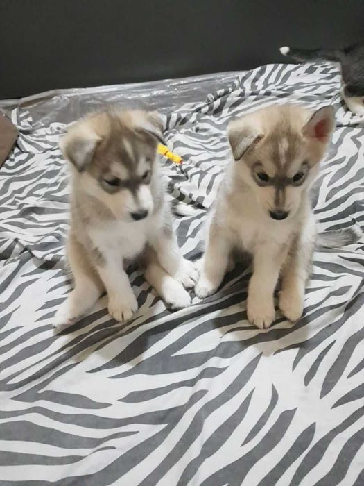 Продается сибирский хаски светлый окрас жемчуженка мальчик 1,5месяца