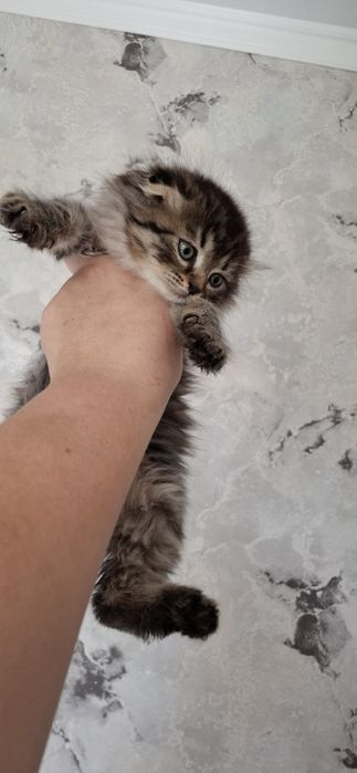 Шотландский мальчик хайленд фолд