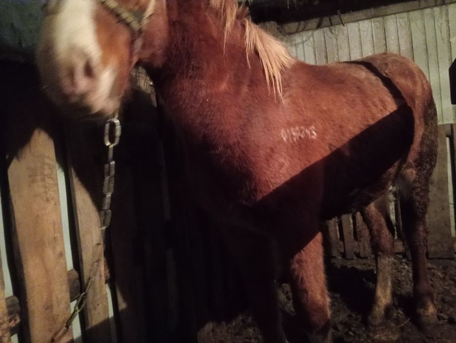 Продам кабылку тяжеловоз