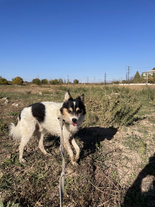 Грю ищет дом!И самого доброго хозяина!