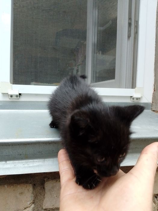 Отдам котенка в добрые руки
