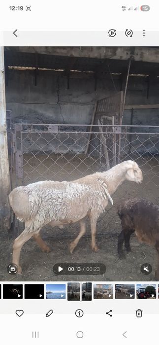 Кошкарлар сатылады
