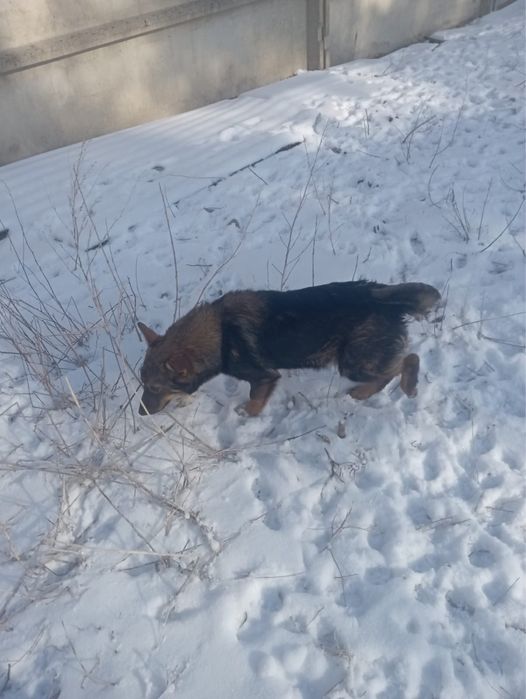 Отдам щенков в добрые руки