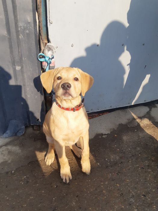 Тозза Лабрадор 3 ойлик