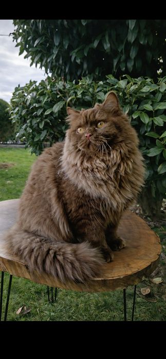 Британки,British,Cinnamon, Chocolate, Red,Cinnamon Tortie