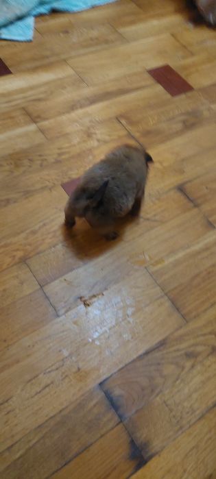 Щенки 2 девочки. 1.5 месяца