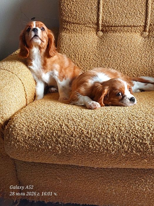 Cavalier King charles spaniels