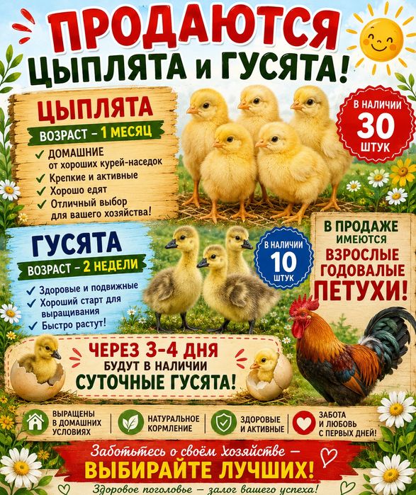 Цыплята и гусята в продаже