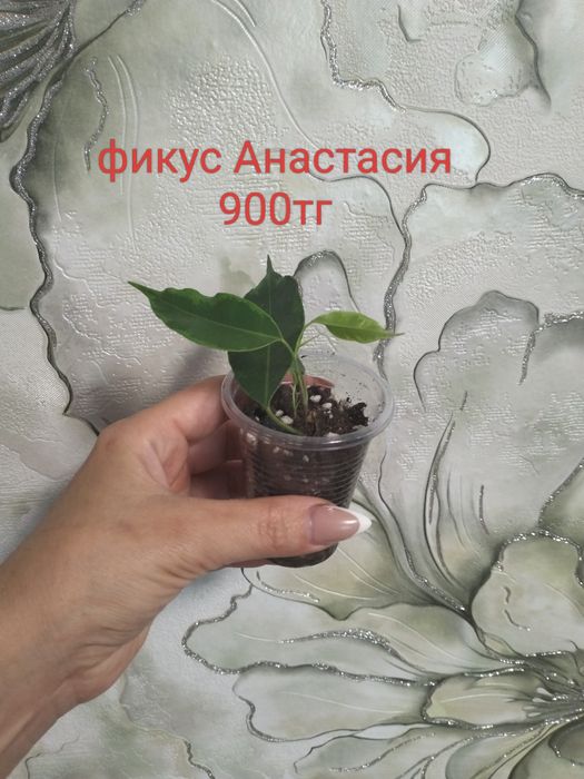 Продам комнатные цветы