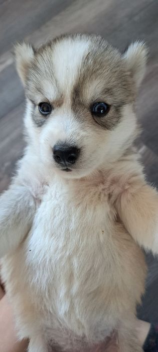 Продам щенков хаски