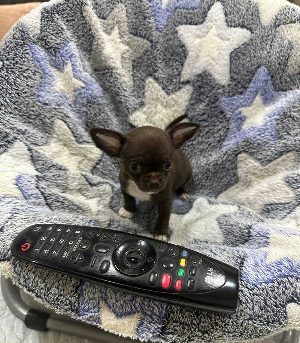 Предлагается к продаже щенок Чихуахуа шоколадного окраса