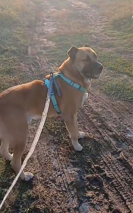 Төбет, Алабай иті