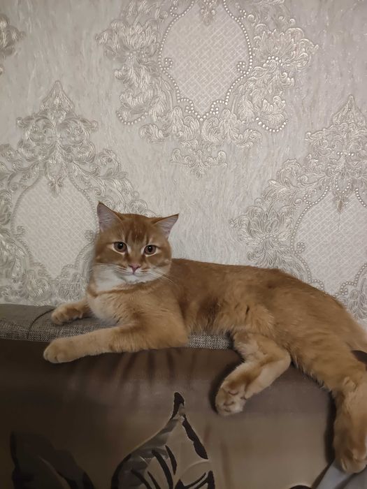 Кот для вязки в собственном замке