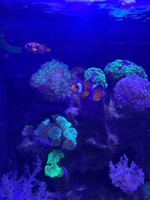 Acvariu Marin Red Sea Max Nano + Stand + Accesorii Complete