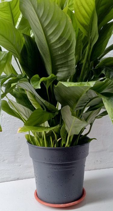 Спатифиллиум (‘Sweet Lauretta’) женское счастье. Крупнолистный сорт.