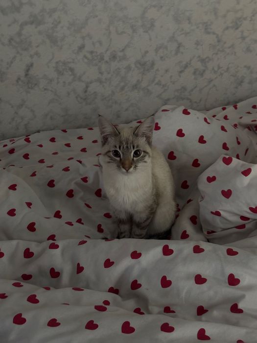 Кошка за 5000 сиамская
