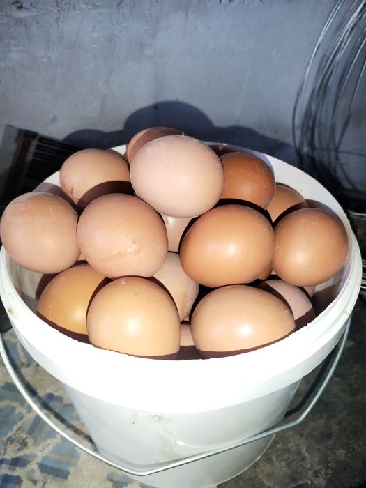 Яица домашнии всегда свежие