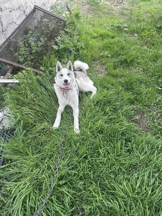 Западносибирская лайка