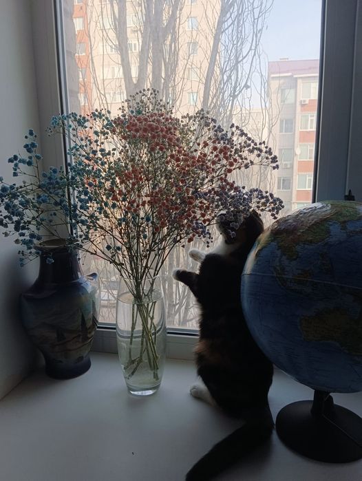 Отдаём кошку в добрые руки