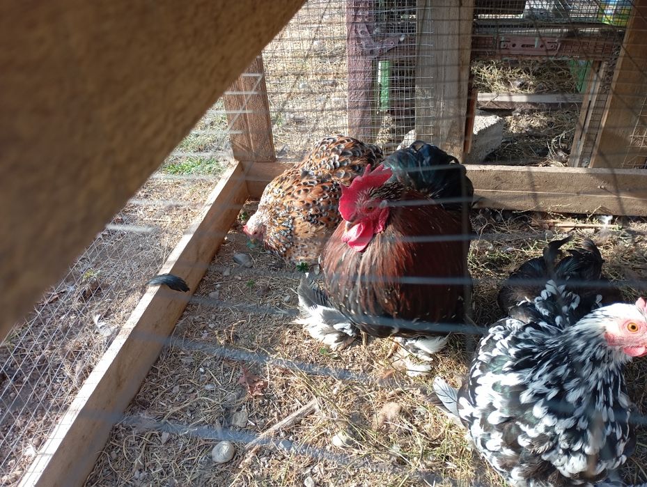 Карликовые кокинхины.