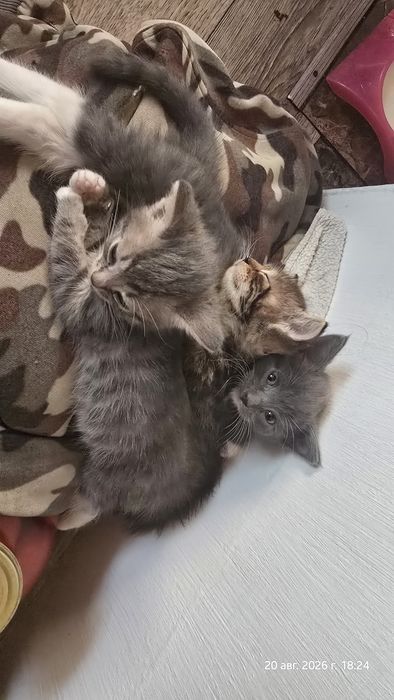 Отдам котят - 2 девочки, 1 мальчик