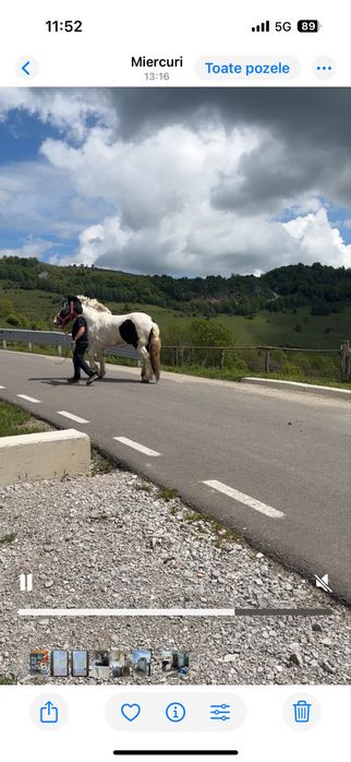 Vand armasar semigreu/ schimb cu auto/ montă