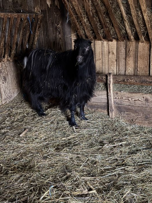 Tap La Mancha de vanzare