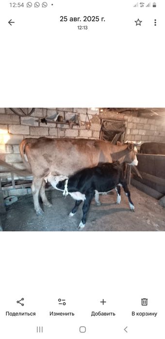 Продам молочный корову