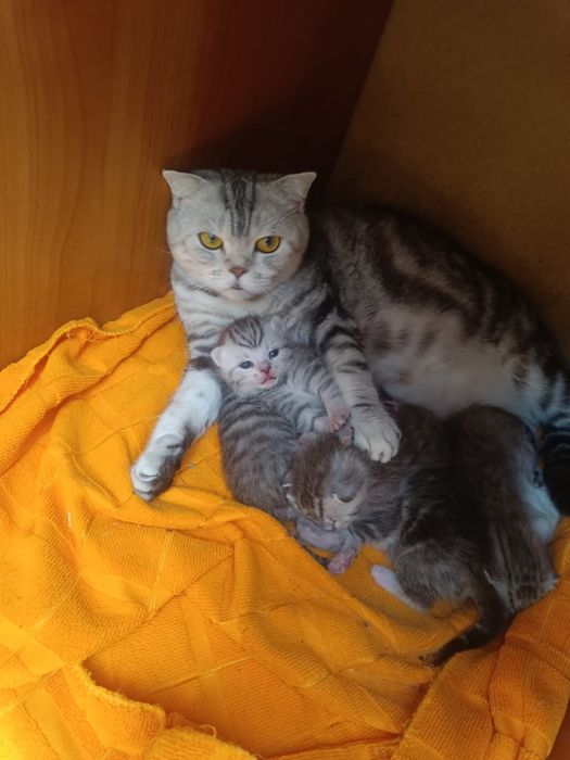 Скоттиш Фолд Котята первые 3 мальчика 2 девочки