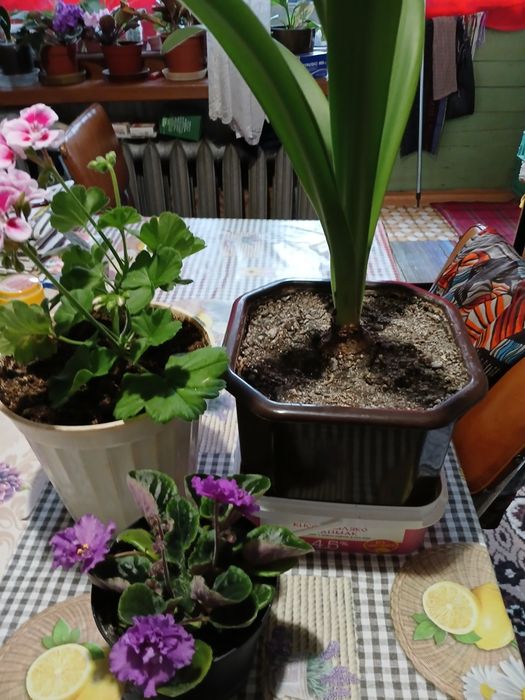 Цветя за дома 4 вида